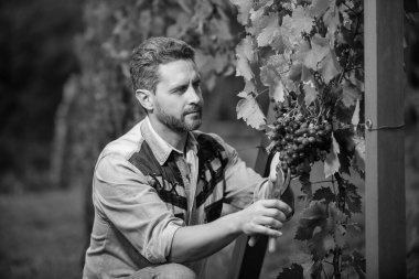 Üzüm çiftliğinde yoğunlaştırılmış şarap üreticisi. Yaz hasadında hasat yapan adam. Bahçe makası kullanan bir enolog. Çiftçi dedikoduları kesti. Üzüm kesen bir sirke ustası. Erkek üzüm bağı sahibi..