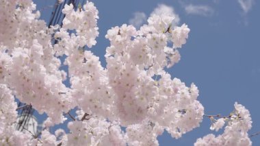 Sakura Festivali. Sakura bahar çiçekleri deseni. Kiraz çiçekleri ağacı. Sakura bahçesinde kiraz çiçeği. Bahar çiçeği açan ağaç. Bahar güneşli bir gün. Bahar çiçekleri açan Sakura kiraz çiçekleri dalı.