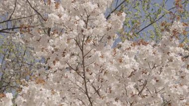 Meyve ağacının beyaz çiçeği. Çiçek açan dallar ve mavi gökyüzü, bahar. Paskalya Sakura 'sı. Bahar çiçeği. Kirazlı sakura ile bahar çiçeği dalı. Sakura bahçesinde kiraz çiçeği.