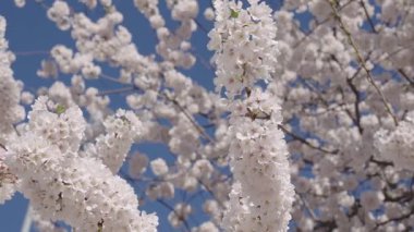 Sakura çiçeği. Kiraz ağacında taze bahar Sakura çiçeği. Baharda çiçek açan Sakura çiçeği. Bahar doğası. Çiçekli Sakura. Bahar mevsimi çiçek açar. Japon kirazı. Çiçek ağacı.