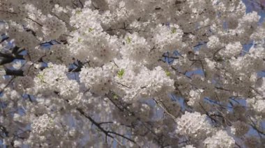 Bahar mevsimi çiçek açar. Japon kirazı. Sakura çiçeği. Kiraz ağacında güzel bir bahar Sakura çiçeği. Baharda çiçek açan Sakura çiçeği. Bahar doğası. Çiçekli Sakura. Bloom Parkı.