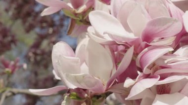 Pembe manolya çiçeği. Bahar doğası. Çiçekli manolya ağacı. Çiçekli manolya. Manolya çiçeği ve çiçek. Güzel bir bahar sezonu. Çiçekli bahar doğası. Bahar meltemi.