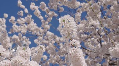 Bahar doğası. Çiçekli Sakura. Bahar mevsimi çiçek açar. Japon kirazı. Sakura çiçeği. Kiraz ağacında güzel bir bahar Sakura çiçeği. Baharda çiçek açan Sakura çiçeği. Erken açan.
