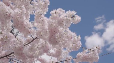 Mavi gökyüzünde pembe çiçek ağacı. Meyve ağacı çiçekleri. Bahar çiçeği. Sakura bahçesinde kiraz çiçeği. Sakura bahar çiçeği. Baharda Sakura. Bahar Bahçesi.