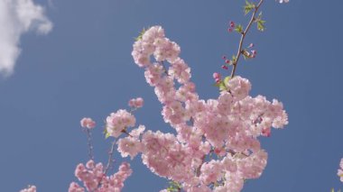 Çiçek açan dallar ve mavi gökyüzü, bahar. Paskalya Sakura 'sı. Bahar çiçeği. Kirazlı sakura ile bahar çiçeği dalı. Sakura bahçesinde kiraz çiçeği. Meyve ağacının pembe çiçeği.