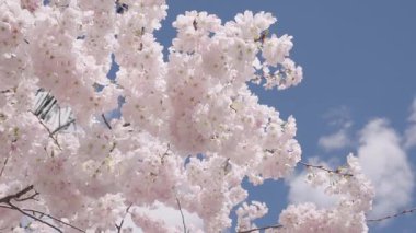 Mavi gökyüzünde pembe çiçek ağacı. Meyve ağacı çiçekleri. Bahar çiçeği. Sakura bahçesinde kiraz çiçeği. Sakura bahar çiçeği. Baharda Sakura. Bahar Bahçesi.