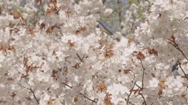 Meyve ağacının beyaz çiçeği. Çiçek açan dallar ve mavi gökyüzü, bahar. Paskalya Sakura 'sı. Bahar çiçeği. Kirazlı sakura ile bahar çiçeği dalı. Sakura bahçesinde kiraz çiçeği.