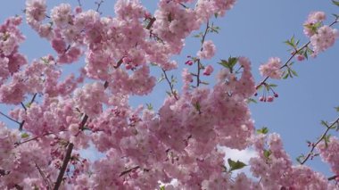 Sakura bahar çiçekleri deseni. Kiraz çiçekleri ağacı. Sakura bahçesinde kiraz çiçeği. Bahar çiçeği açan ağaç. Bahar güneşli bir gün. Bahar çiçekleri açan Sakura kiraz çiçeği dalı. Sakura Festivali.