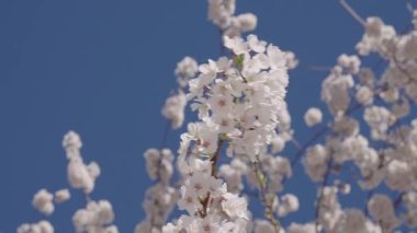 Baharda çiçek açan Sakura çiçeği. Bahar doğası. Çiçekli Sakura. Bahar mevsimi çiçek açar. Japon kirazı. Sakura çiçeği. Kiraz ağacında taze bahar Sakura çiçeği. Çiçek açar..
