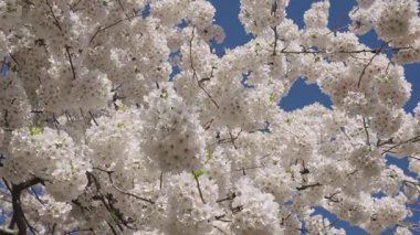 Paskalya 'da Sakura. Bahar çiçeği. Bahar çiçeği kirazlı Sakura. Sakura bahçesinde kiraz çiçeği. Beyaz çiçek ağacı. Çiçek açan dallar ve mavi gökyüzü, bahar zamanı. Sakura ağacı.