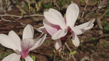Bahar doğası. Çiçekli manolya. Bahar mevsimi çiçek açar. Magnolia çiçeği. Ağaçtaki güzel pembe bahar manolyası çiçeği. İlkbaharda çiçek açan manolya çiçeği. Çiçek açar..