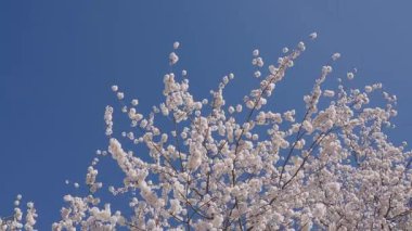 Sakura çiçeği. Kiraz ağacında taze bahar Sakura çiçeği. Baharda çiçek açan Sakura çiçeği. Bahar doğası. Çiçekli Sakura. Bahar mevsimi çiçek açar. Japon kirazı. Çiçek ağacı.