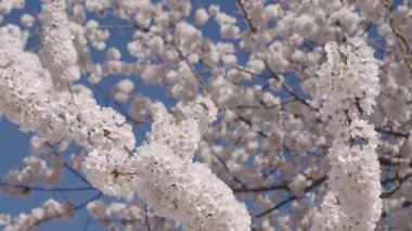 Baharda çiçek açan Sakura çiçeği. Bahar doğası. Çiçekli Sakura. Bahar mevsimi çiçek açar. Japon kirazı. Sakura çiçeği. Kiraz ağacında taze bahar Sakura çiçeği. Çiçek açar..