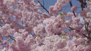 Sakura bahar çiçeği. Kiraz çiçeği ağacı. Sakura bahçesinde kiraz çiçeği. Bahar çiçeği açan ağaç. Bahar güneşli bir gün. Bahar çiçekleri açan kiraz ağacı dalı. Pembe Sakura. Çiçek görüntüleme.