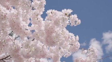 Mavi gökyüzünde pembe çiçek ağacı. Meyve ağacı çiçekleri. Bahar çiçeği. Sakura bahçesinde kiraz çiçeği. Sakura bahar çiçeği. Baharda Sakura. Bahar Bahçesi.