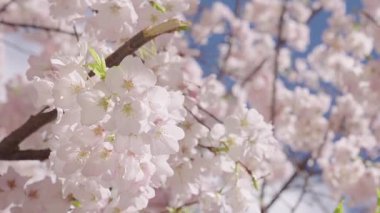 Bahar çiçeği. Sakura bahçesinde kiraz çiçeği. Sakura bahar çiçeği. Baharda Sakura. Bahar bahçesi. Mavi gökyüzünde pembe çiçek ağacı. Meyve ağacı çiçekleri.