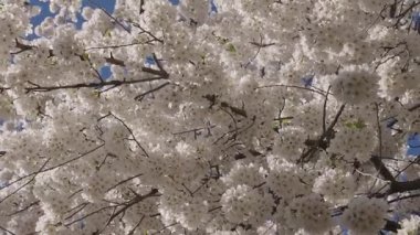 Paskalya 'da Sakura. Bahar çiçeği. Bahar çiçeği kirazlı Sakura. Sakura bahçesinde kiraz çiçeği. Beyaz çiçek ağacı. Çiçek açan dallar ve mavi gökyüzü, bahar zamanı. Sakura ağacı.