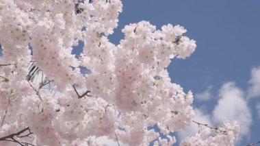Mavi gökyüzünde pembe çiçek ağacı. Meyve ağacı çiçekleri. Bahar çiçeği. Sakura bahçesinde kiraz çiçeği. Sakura bahar çiçeği. Baharda Sakura. Bahar Bahçesi.