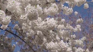 Bahar mevsimi çiçek açar. Japon kirazı. Sakura çiçeği. Kiraz ağacında güzel bir bahar Sakura çiçeği. Baharda çiçek açan Sakura çiçeği. Bahar doğası. Çiçekli Sakura. Bloom Parkı.