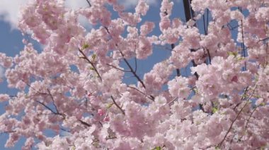 Bahar doğası. Çiçekli Sakura. Bahar mevsimi çiçek açar. Japon kirazı. Sakura çiçeği. Kiraz ağacında bahar Sakura çiçeği. Baharda çiçek açan Sakura çiçeği. Kiraz çiçeği pembe çiçek.