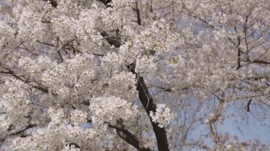 Kırılgan Sakura çiçeği. Bahar doğası. Çiçekli Sakura ağacı. Çiçekli Japon kirazı. Japon kiraz çiçeği ve çiçeği. Sakura bahar sezonu. Çiçekli bahar doğası. Sakura bahçesi..