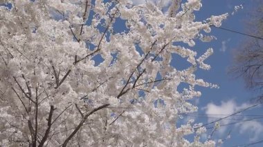 Beyaz Sakura. Sakura bahar çiçeği. Kiraz çiçeği ağacı. Sakura bahçesinde kiraz çiçeği. Bahar çiçeği açan ağaç. Bahar güneşli bir gün. Bahar çiçekleri açan kiraz ağacı dalı. Çiçek kokusu..
