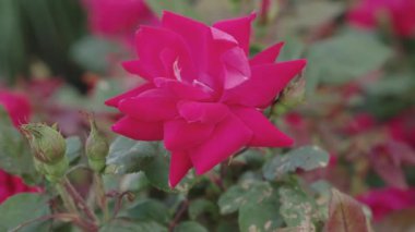 Doğada güzel çiçek açan bir gül. Bahçedeki pembe çalı. Çiçek açan yaz çiçekleri. Yumuşak çiçek yaprakları. Doğa güzelliği. Yazın gül bahçesi. Gül çalısı. Gül açma mevsimi.