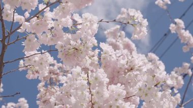 Sakura Festivali. Sakura bahar çiçekleri deseni. Kiraz çiçekleri ağacı. Sakura bahçesinde kiraz çiçeği. Bahar çiçeği açan ağaç. Bahar güneşli bir gün. Bahar çiçekleri açan Sakura kiraz çiçekleri dalı.
