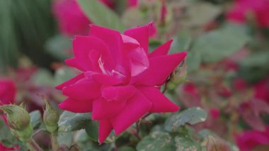 Bahçedeki pembe gül çalısı. Çiçek açan yaz çiçekleri. Yumuşak çiçek yaprakları. Doğa güzelliği. Yazın gül bahçesi. Gül çalısı. Doğada güzel çiçek açan bir gül. Melez güller.