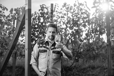 mature enologist man hold wine glass at winery outdoor, cheers.