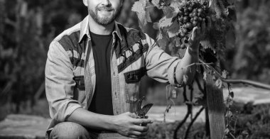 Bahçe makası ve üzümle üzüm kesen ekili böcek yetiştiricisi..