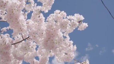 Bahar çiçeği açan ağaç. Bahar güneşli bir gün. Bahar çiçekleri açan Sakura kiraz çiçeği dalı. Sakura Festivali. Sakura bahar çiçekleri deseni. Kiraz çiçekleri ağacı. Sakura bahçesinde kiraz çiçeği.