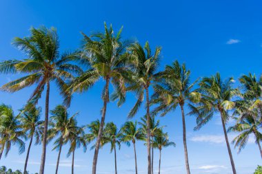 Palmiyeli cennet. Yaz palmiyesi afişi. Hawaii palmiyeleri mavi gökyüzünün altında. Tropik ağaçlar. Yeşil avuç içi desenleri. Palmiye yapraklı tropik tasarım. Simgesel palmiye ağaçları