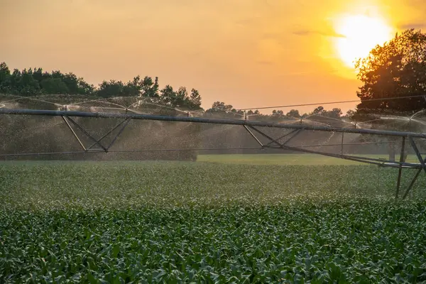 Gün batımında tarlaları sulamak. Sulama sistemi tarladaki ekinleri suluyor. Mısırı suluyorum. Kırsal bir tarlada çalışan tarım spreycisi. Sabah sulama. Su tarlası