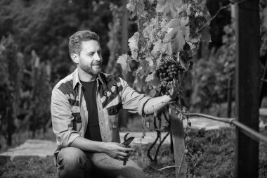 Şarap tüccarı bahçe makası ve üzümle üzüm kesti..