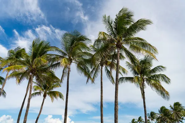 Yazın gökyüzünde palmiye ağaçları. Tropik bir manzara. Hindistan cevizi palmiyeleri cennette. Tropikal bir palmiye ortamında tatil. Gökyüzüne karşı güzel bir palmiye ağacı. Uzun yeşil palmiyeli Miami sahnesi