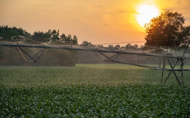 Mısır bitkileriyle kır manzarası. Kırsal kesimdeki çiftlikte su püskürtme sistemi. Yaz sulama süreci ile doğal manzara. Ekin ekimi ve sulama. Su püskürtme sistemiyle korunan çayır çiftliği