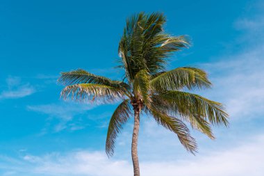 Palmiyeli cennet. Yaz palmiyesi afişi. Hawaii palmiyeleri mavi gökyüzünün altında. Tropik ağaçlar. Yeşil avuç içi desenleri. Palmiye yapraklı tropik tasarım. Simgesel palmiye ağaçları