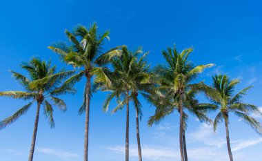 Yazın gökyüzünde palmiye ağaçları. Tropik bir manzara. Hindistan cevizi palmiyeleri cennette. Tropikal bir palmiye ortamında tatil. Gökyüzüne karşı güzel bir palmiye ağacı. Uzun yeşil palmiyeli Miami sahnesi