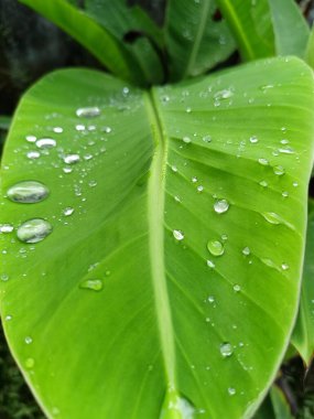 Su damlaları yeşil yapraklara düşer