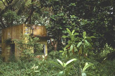 Etrafı otlarla çevrili terk edilmiş eski bir bina..