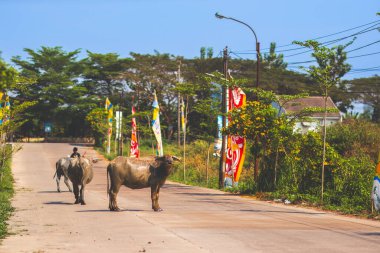 Bufalo, güneşli bir günde yolu kapatıyor. Sokak fotoğrafı..