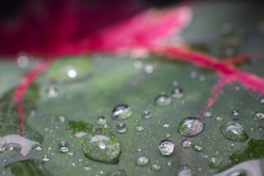 Yapraklardaki çiy tanesinin makro fotoğrafı. Yağmurdan sonra yapraklara çiy damlaları düşer.