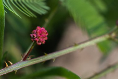 Arka plan için kırmızı böğürtlenin Macro fotoğrafı, duvar kağıdı. Kapalı fotoğraf kırmızı çiçek, kırmızı meyve, kırmızı meyve.