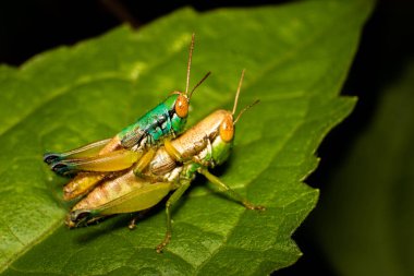 Yaprakların üzerinde çiftleşen yeşil böceklerin makro fotoğrafı. Çiftleşen çekirgenin fotoğrafını en ince detayına kadar kapat. Yüksek çözünürlüklü çekirge ya da çekirge türünün makro fotoğrafı