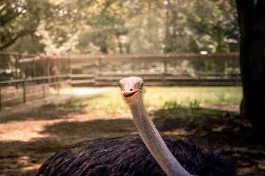 An ostrich with its head looking to the left with thick black feathers in the photo in a horizontal position. The ostrich is the largest bird alive today. Ostriches cannot fly. clipart