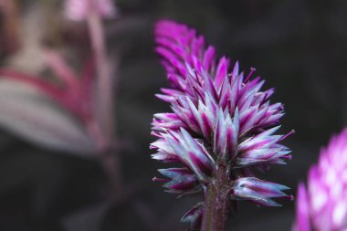 Güzel Puple Pembe Çiçeği 'nin Macro fotoğrafı. En ince ayrıntısına kadar Celosia Argentea olarak bilinir. Tropikal bölgelerden gelen bitkisel bitki çok parlak ve eşsiz rengiyle bilinir..