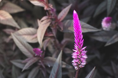 Yakından Celosia Argentea adı verilen pembe bir yavru çiçek. Tropikal bölgelerden gelen bitkisel bitki çok parlak ve eşsiz rengiyle bilinir..