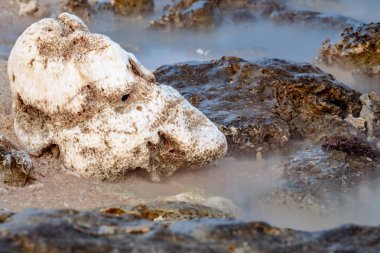 Capturing the Motion of Coral with Long Exposure. Ocean Beauty Shrouded in Fog. clipart