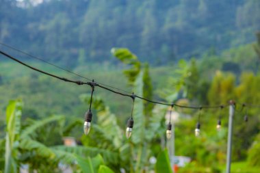 Yeşillikle çevrili dekoratif açık hava lambası. Huzurlu Yapraklarla Tazeleyen Orman Kaçışı.